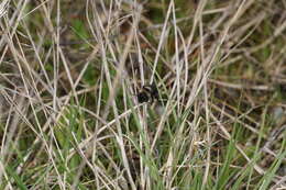 Image of Andrena transnigra Viereck 1904