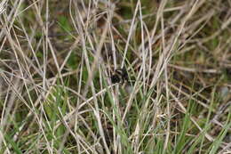 Image de Andrena transnigra Viereck 1904