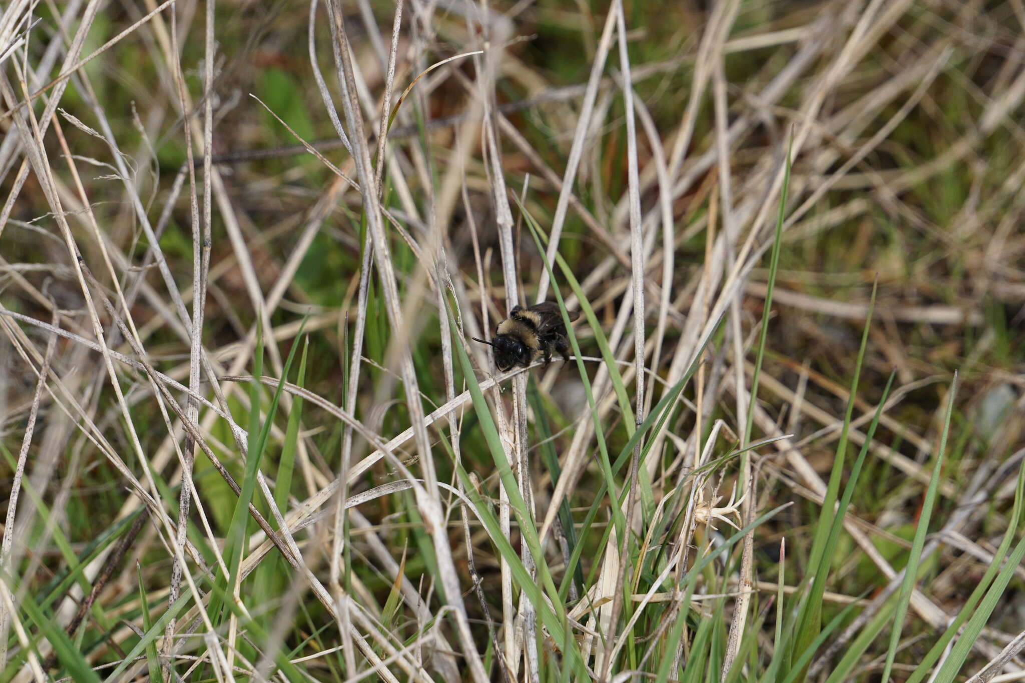 Image of Andrena transnigra Viereck 1904