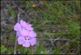 Image of Chattahoochee false foxglove