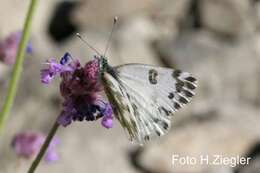 Image of Pontia chloridice (Hübner (1813))