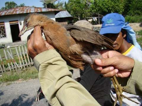 صورة Amaurornis isabellina (Schlegel 1865)