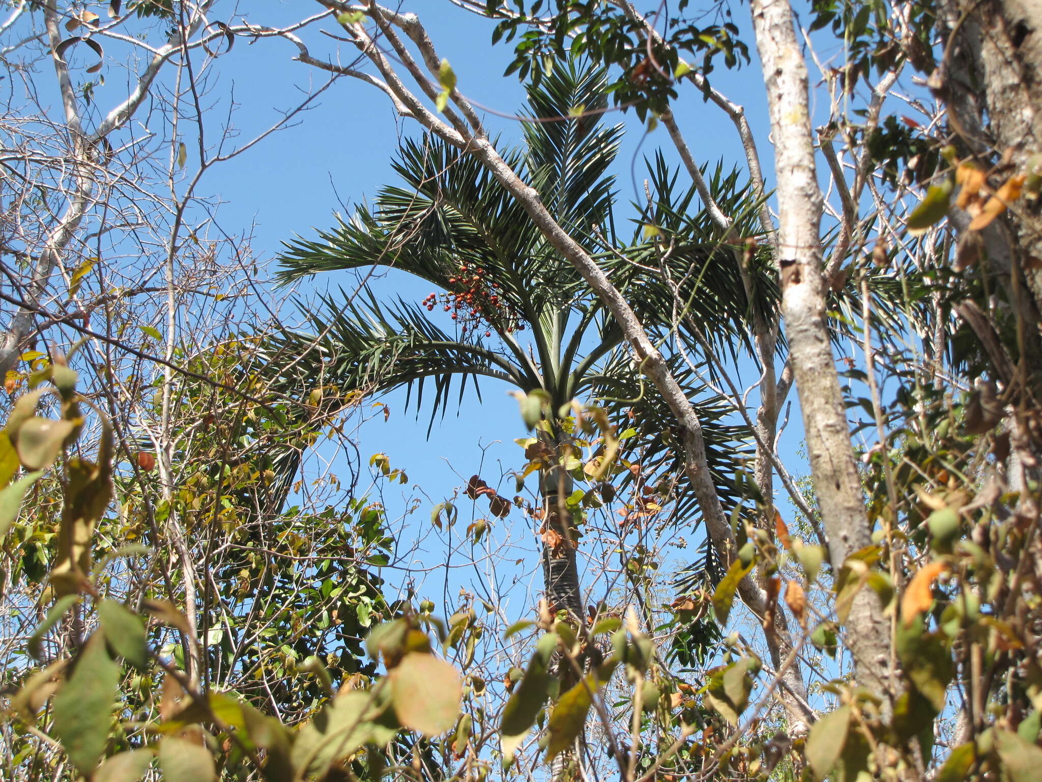 Image of Florida cherry palm