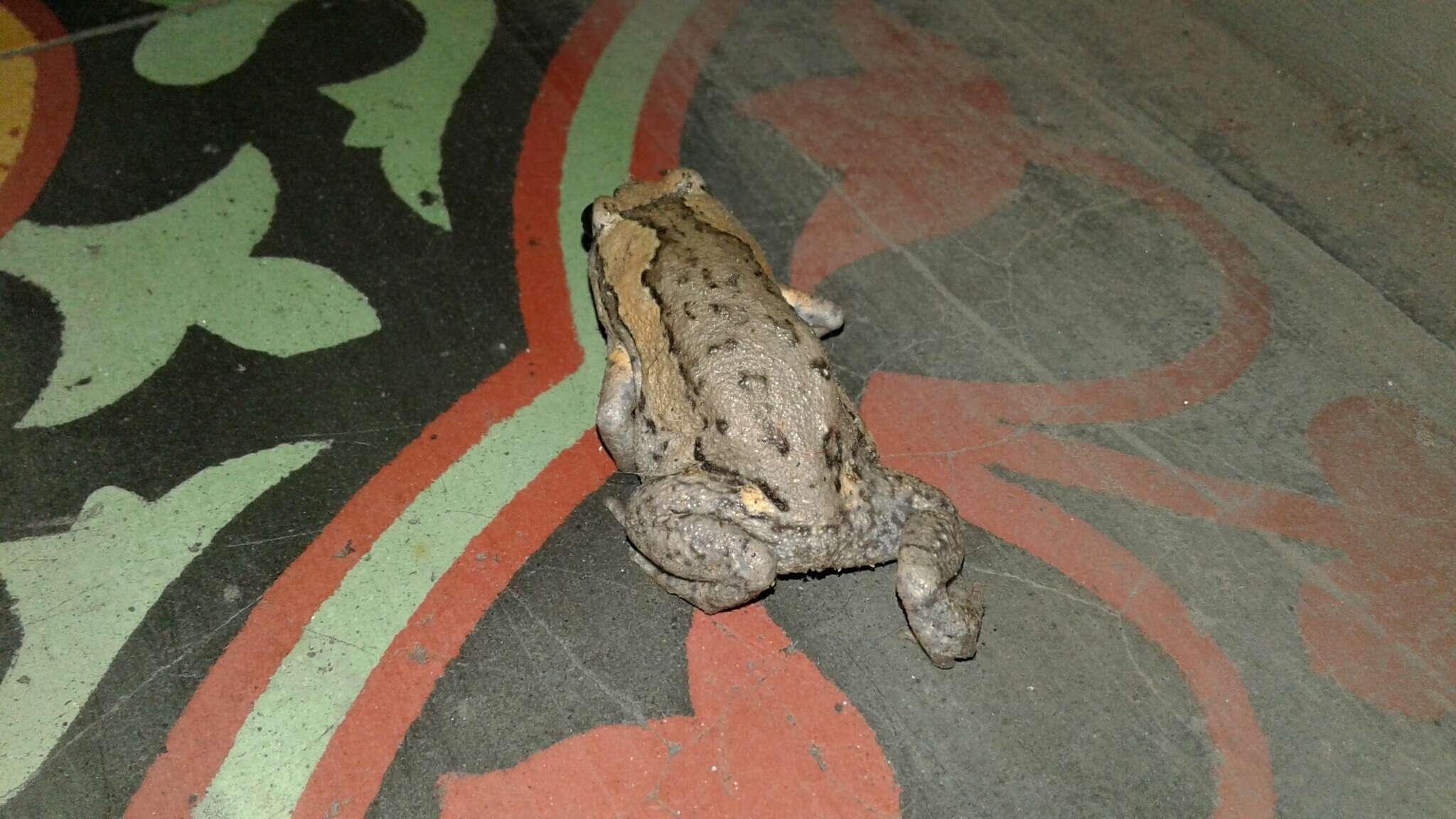 Image of Banded Bullfrog