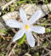 Image of Tribonanthes longipetala Lindl.