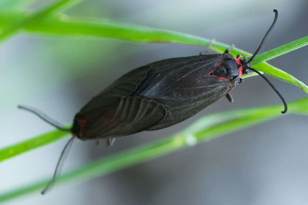 Image of Aglaope infausta Linnaeus 1767