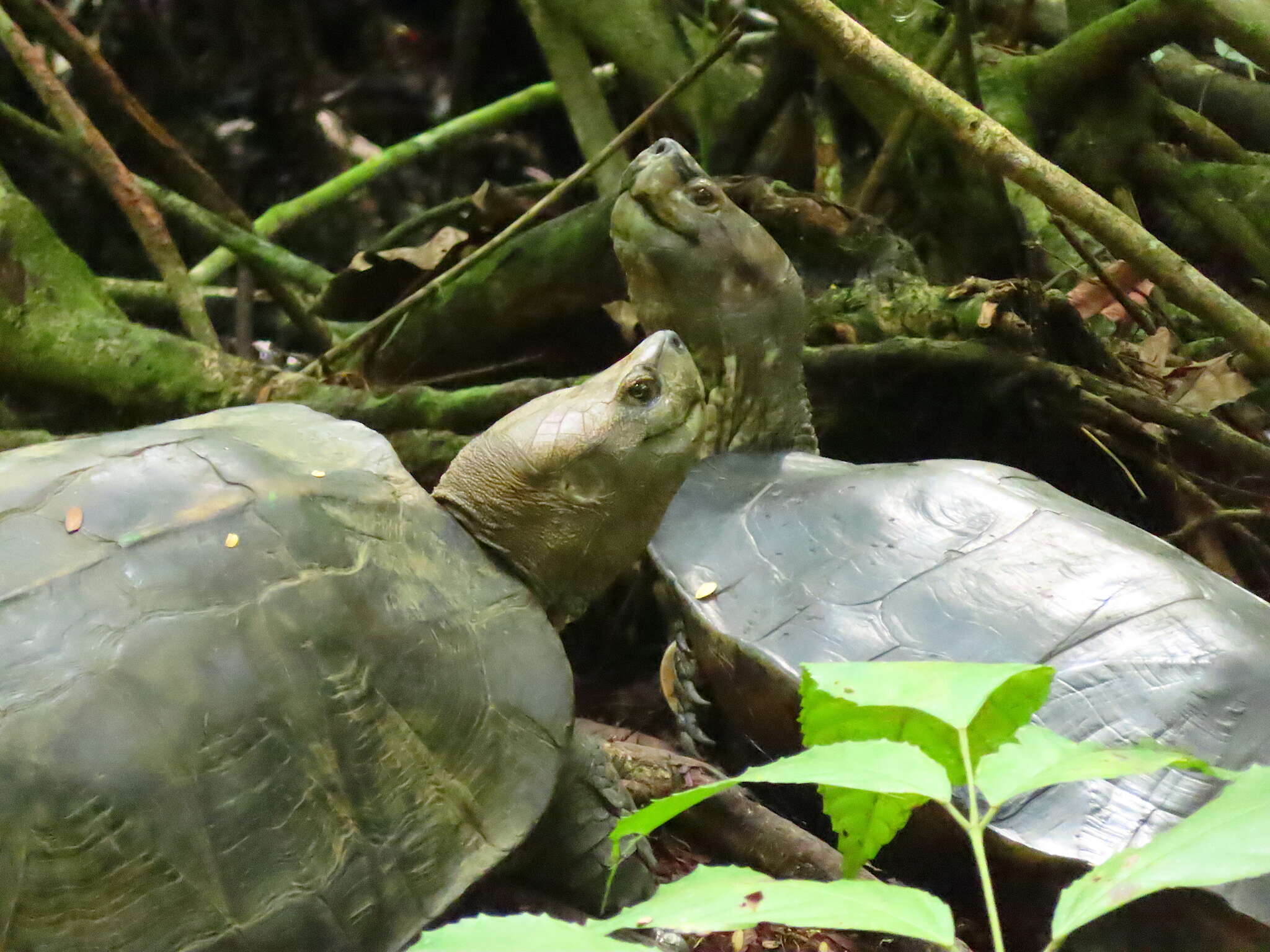 Image of Giant Asian Pond Turtle