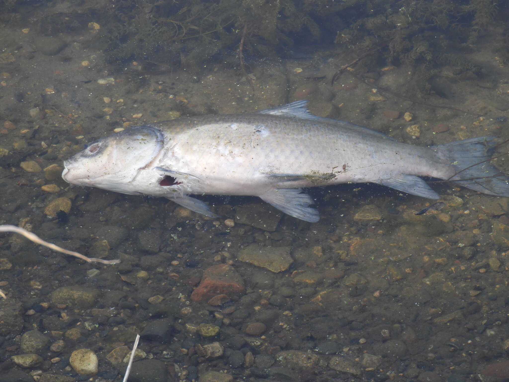 Image of Bigmouth Buffalo