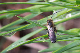 Halictus maculatus Smith 1848的圖片