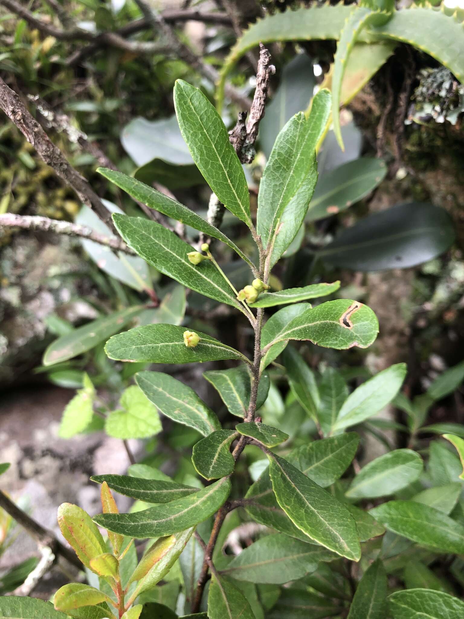 Image of Gerrardina foliosa Oliv.