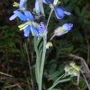 Heliophila linearis var. linearis resmi