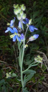 Image of Heliophila linearis var. linearis