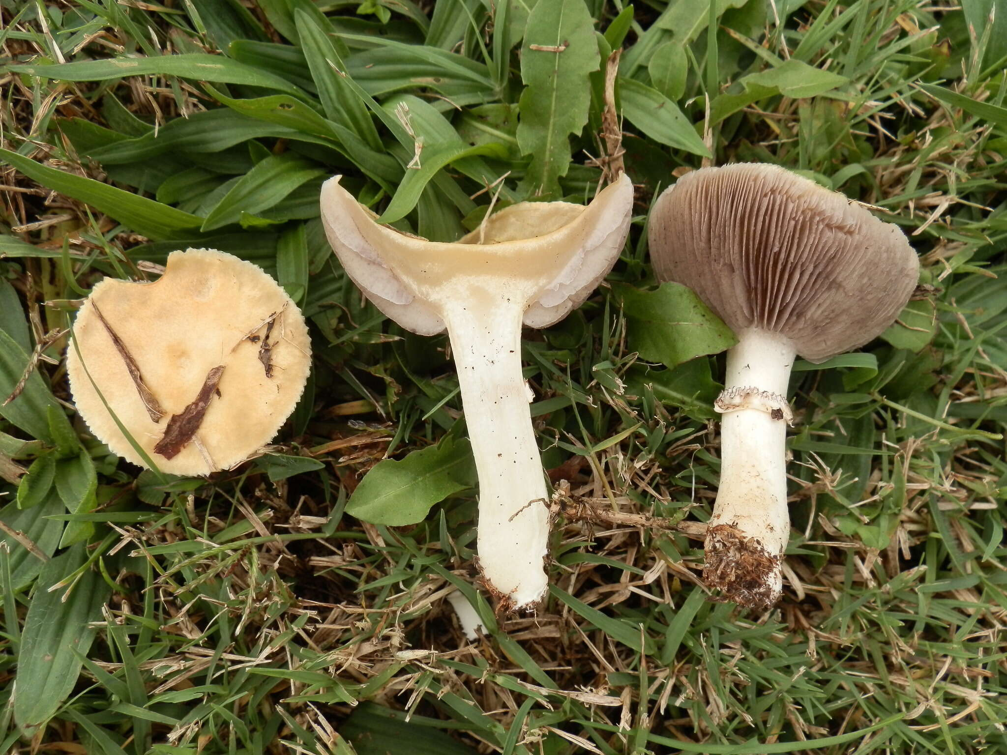 Image of Psilocybe coronilla (Bull.) Noordel. 1995