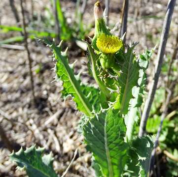 Слика од Sonchus asper (L.) Hill