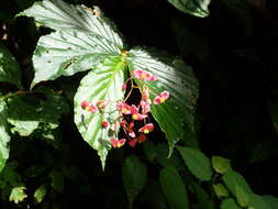 Image of Begonia tonduzii C. DC. ex T. Durand & Pittier