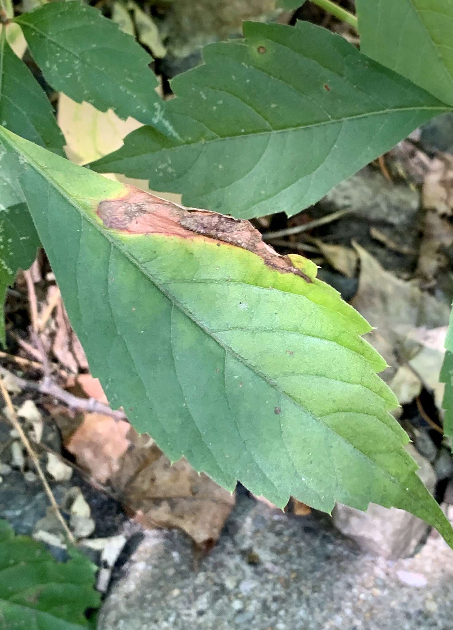 Image of Aspilanta ampelopsifoliella (Chambers 1874) Nieukerken & Eiseman 2020