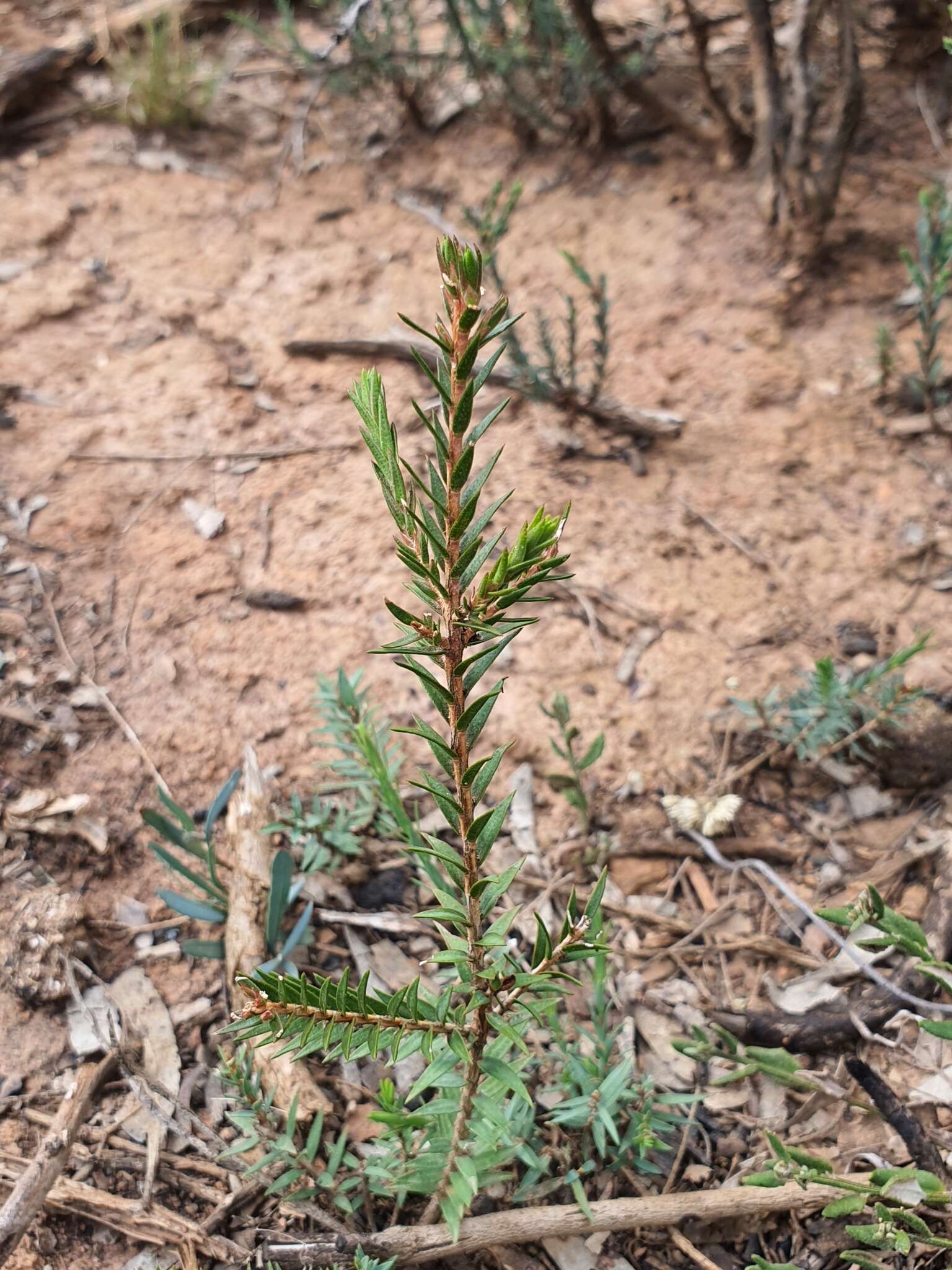 Image de Melaleuca wilsonii F. Müll.