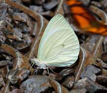 Image of Pseudopieris