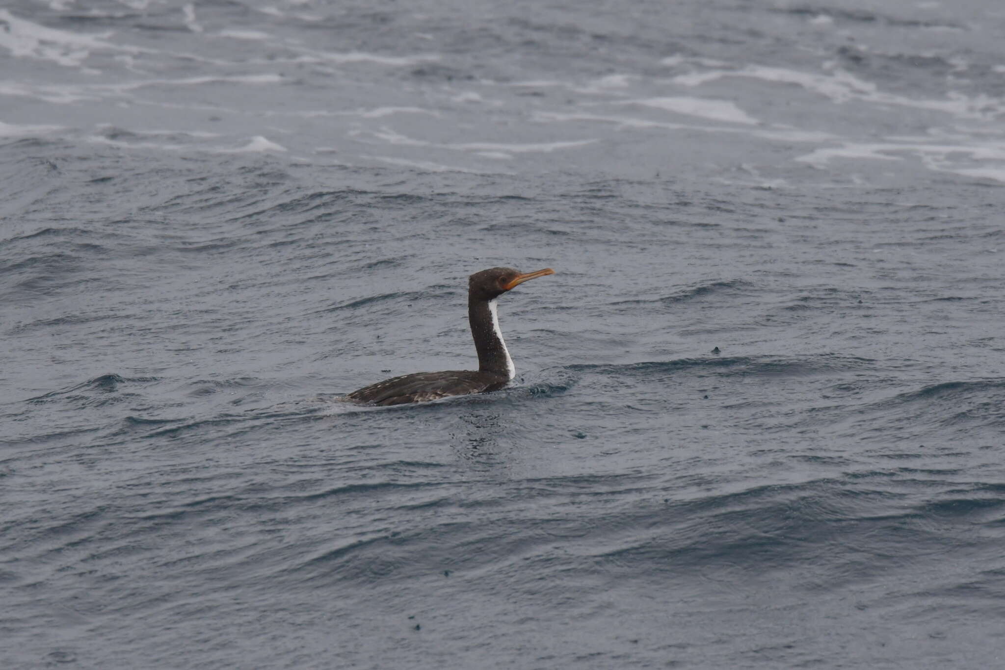 Image of Bounty Shag