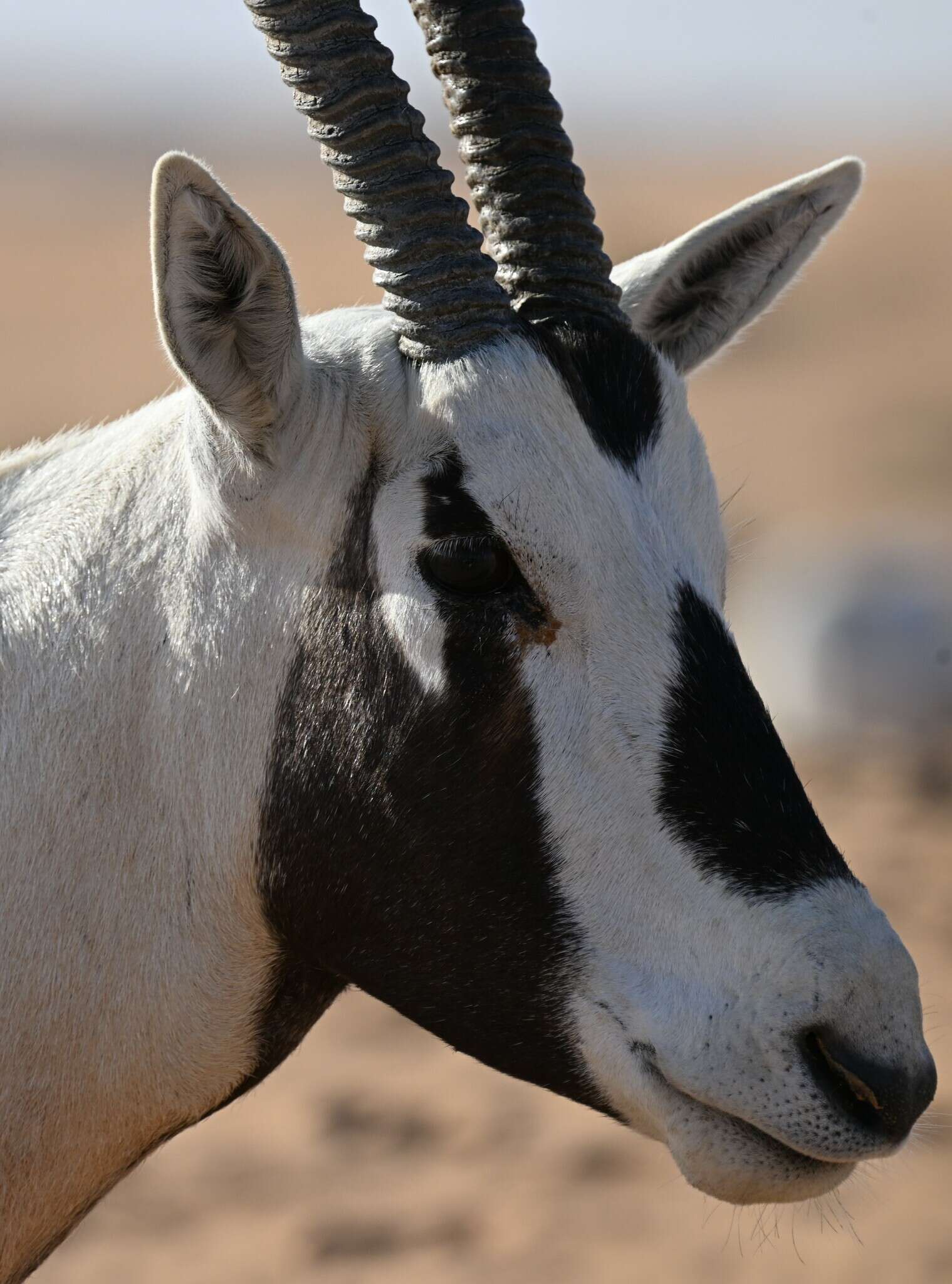 Image of Arabian Oryx