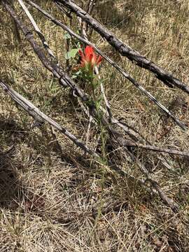 Image of Sacramento Mountain Indian paintbrush