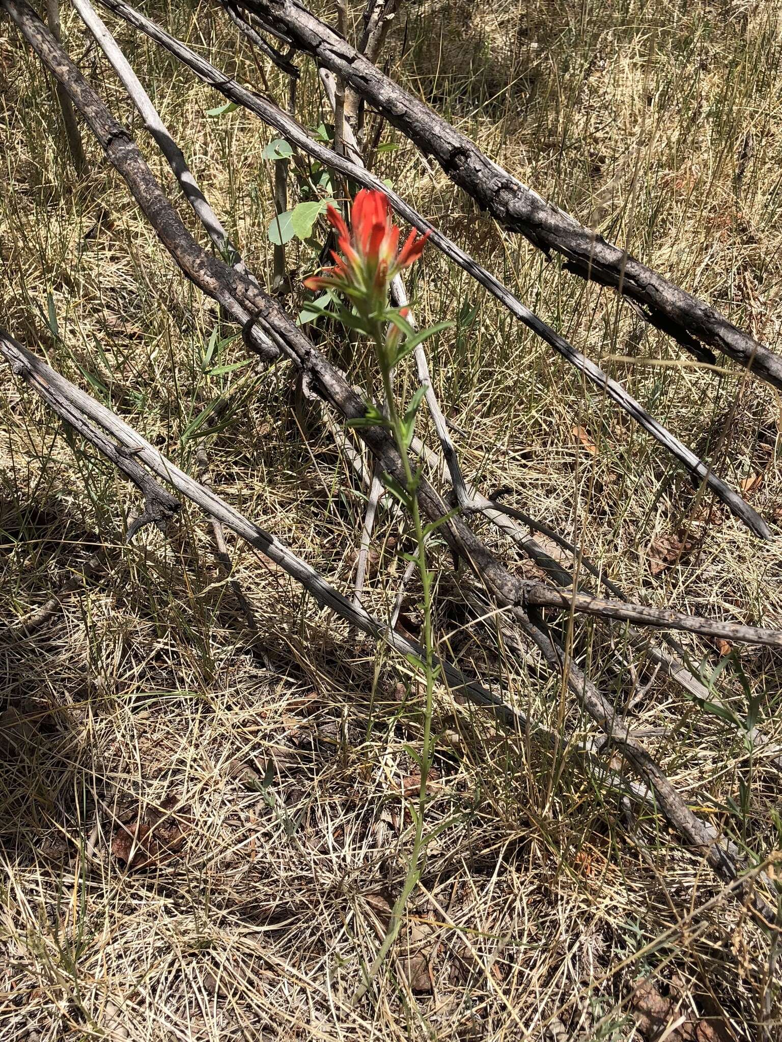 Слика од Castilleja wootonii Standley