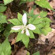 Слика од Anemone lancifolia Pursh