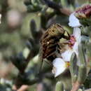 Image of Eristalinus barclayi (Bezzi 1915)