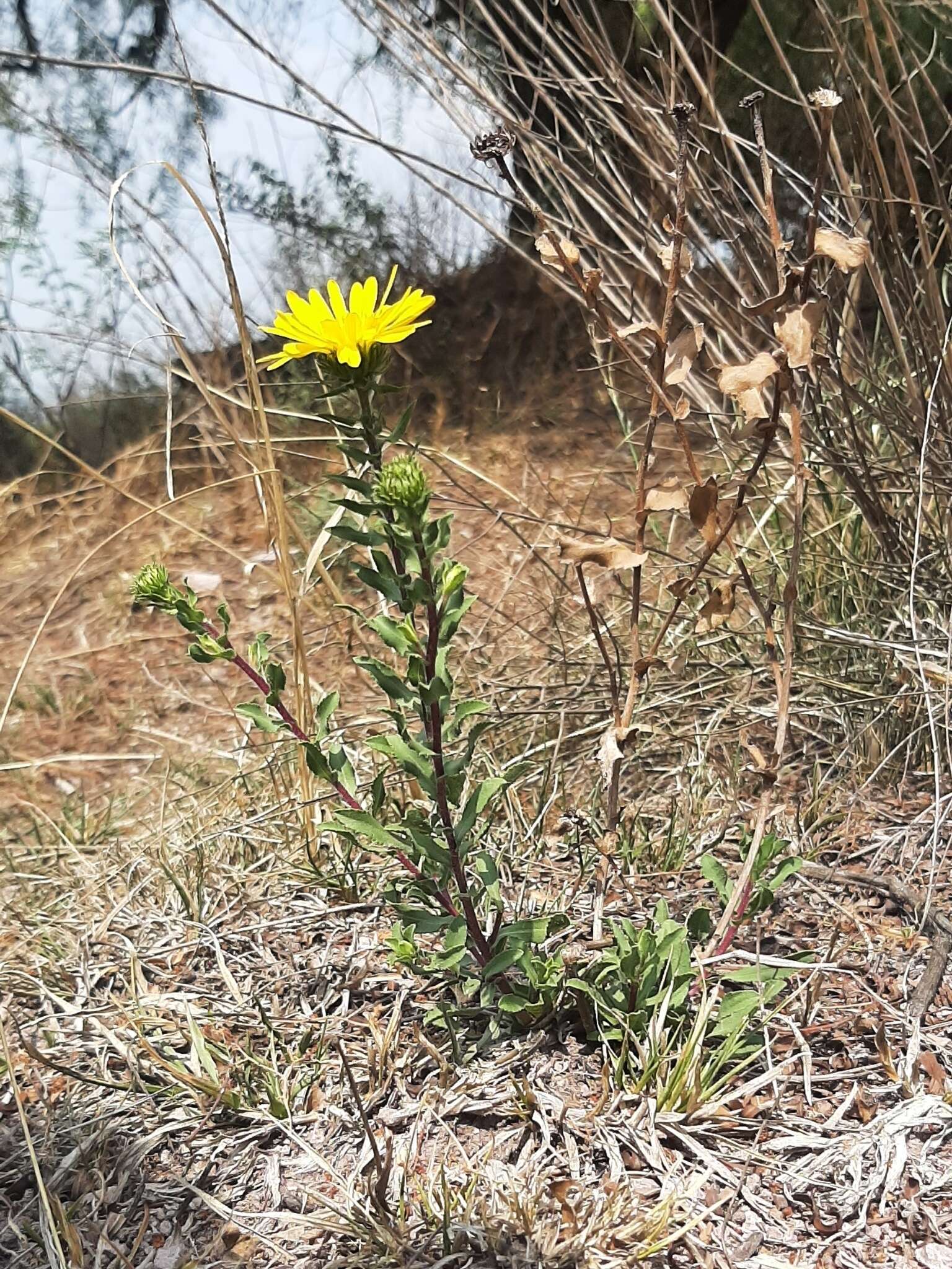 Image of Grindelia inuloides Willd.