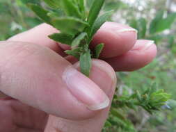 Imagem de Stemodia maritima L.