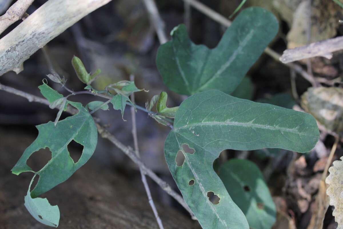 Passiflora mexicana A. Juss. resmi