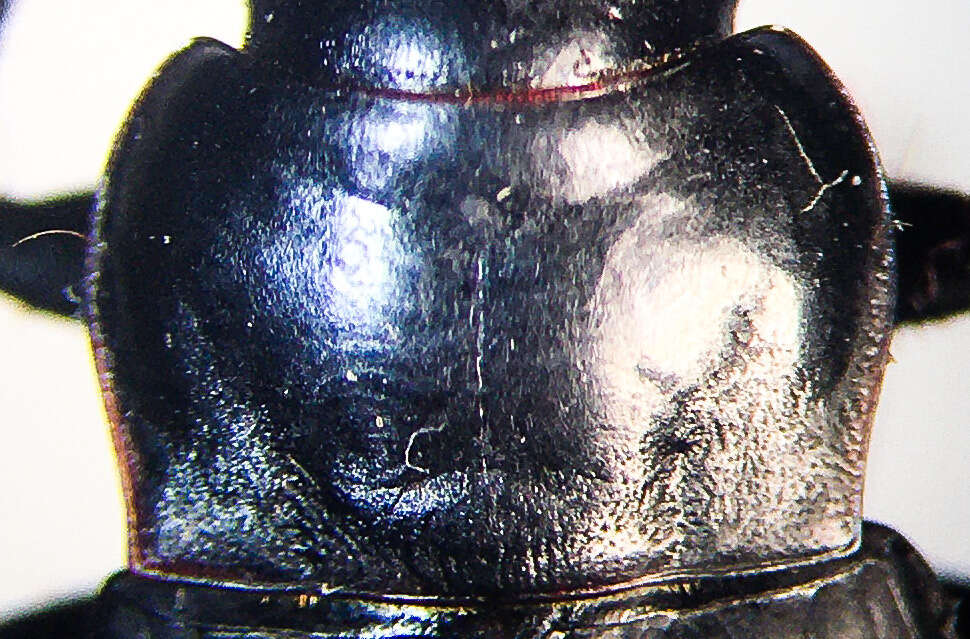 Image de Harpalus (Harpalus) lewisii Le Conte 1865