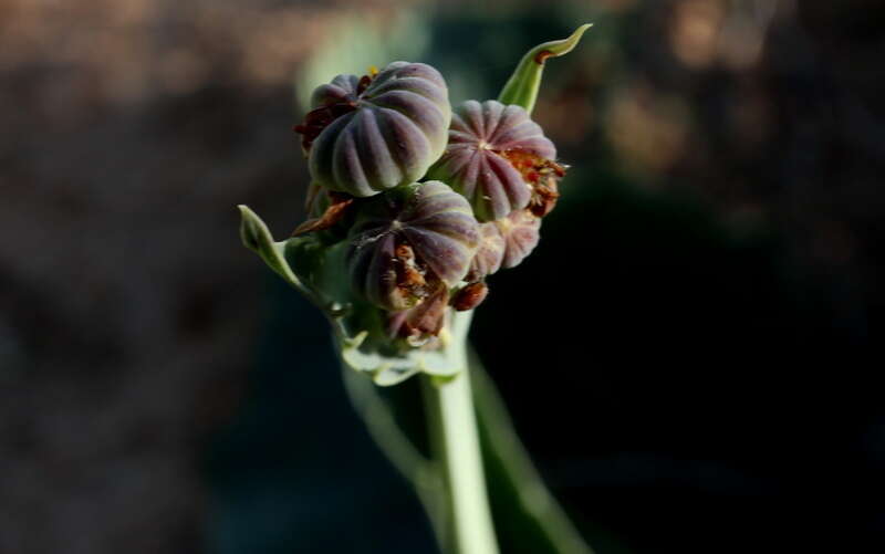 Image de Othonna macrophylla DC.