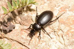 Image of Carabus (Semnocarabus) regulus C. A. Dohrn 1882