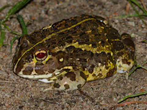 Image of African Bullfrog