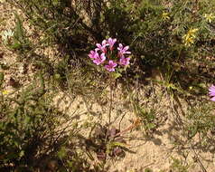 Image of Pelargonium chelidonium (Houtt.) DC.