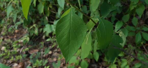 صورة Verbesina agricolarum Standl. & Steyerm.