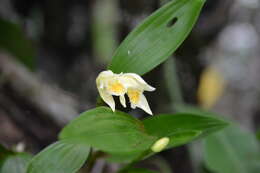 صورة Sobralia bletiae Rchb. fil.