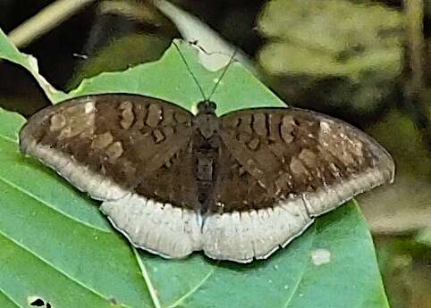 Image of Tanaecia lepidea Butler 1868