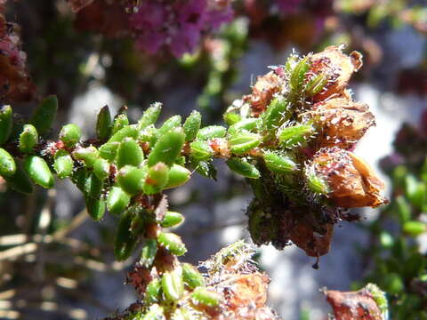 Image of Erica clavisepala Guthrie & Bolus