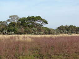 Plancia ëd Andropogon lateralis Nees