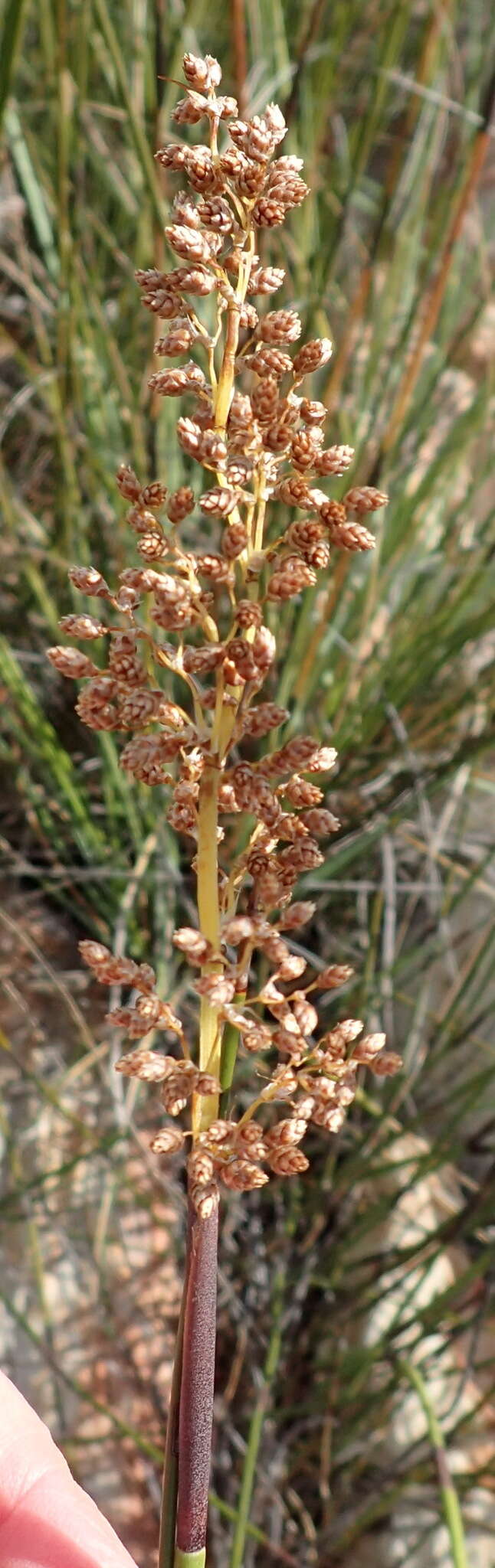 Слика од Cannomois scirpoides (Kunth) Mast.