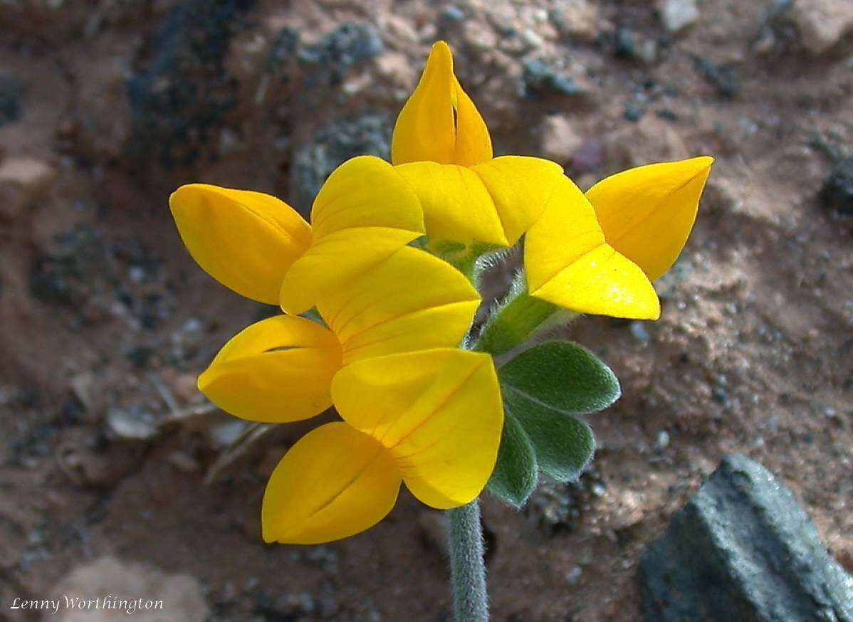 Image de Lotus lancerottensis Webb & Berthel.