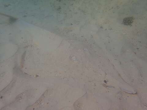 Image of Common Shovelnose Ray