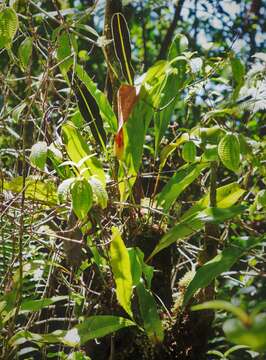 Image of Royal Tongue Fern