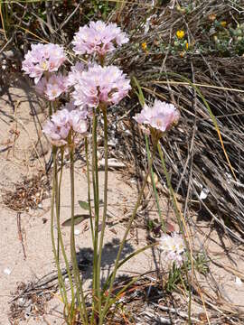 Image of Allium roseum subsp. roseum