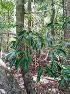 Image of Garcinia arenicola (Jum. & H. Perrier) P. W. Sweeney & Z. S. Rogers