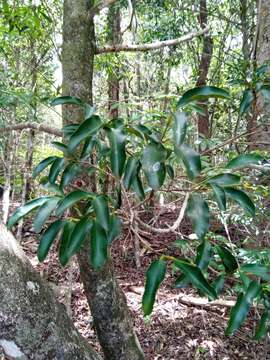 Garcinia arenicola (Jum. & H. Perrier) P. W. Sweeney & Z. S. Rogers的圖片