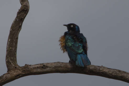 Image of Superb Starling