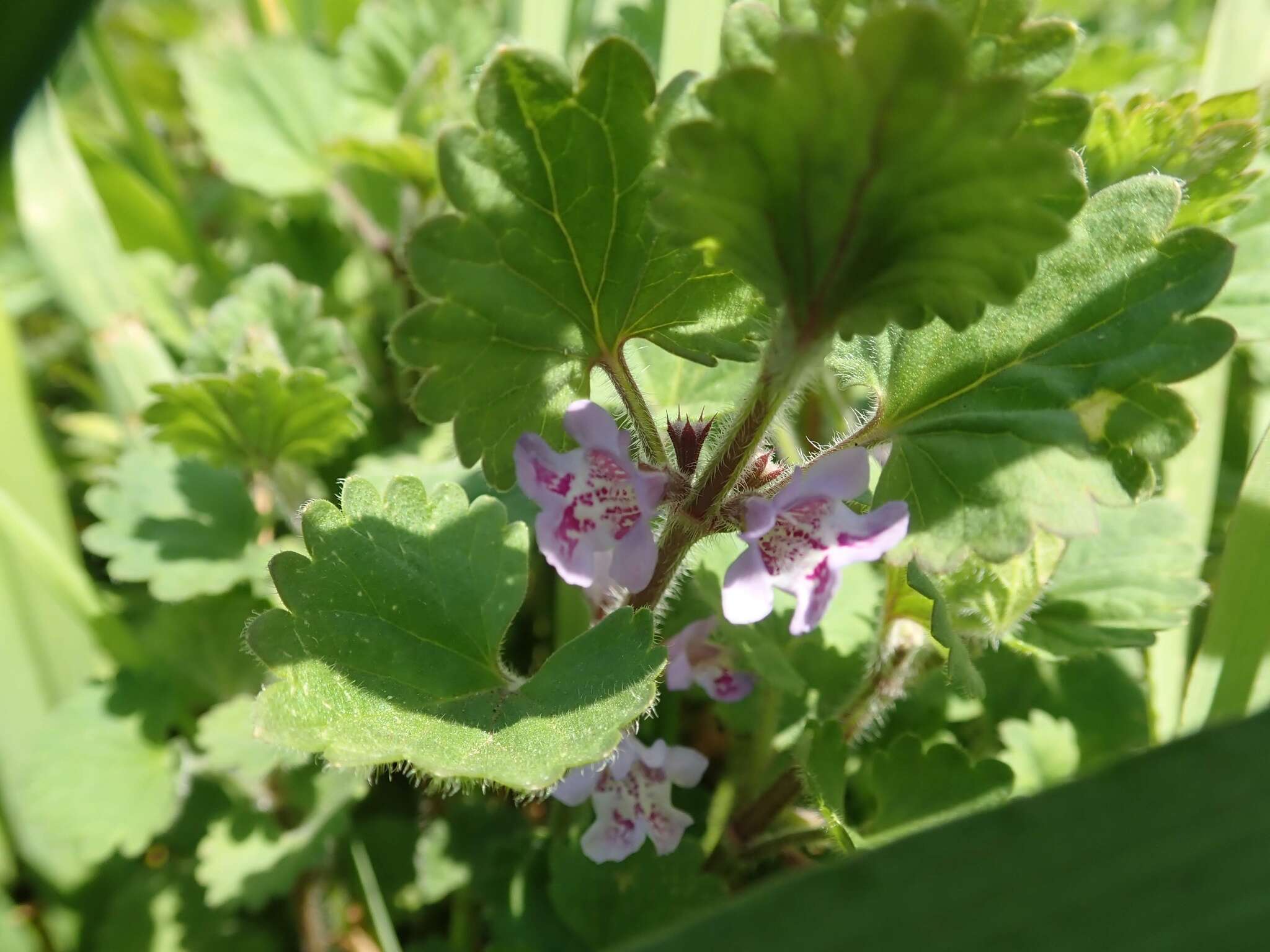 Image of Glechoma grandis (A. Gray) Kuprian.